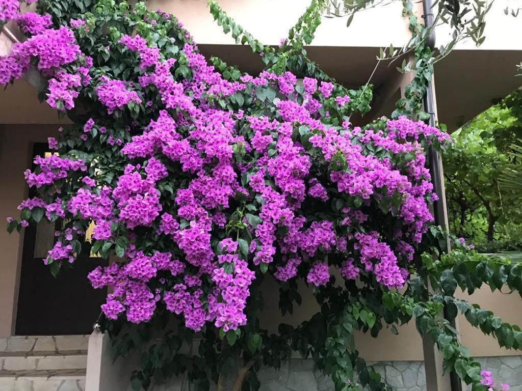 Apartments House Barbara 2 Kornić 外观 照片